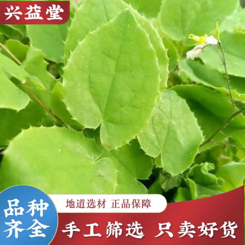 淫羊藿中药材正品野生泡茶泡酒小叶淫羊藿锁阳肉苁蓉玛咖仙灵脾滋
