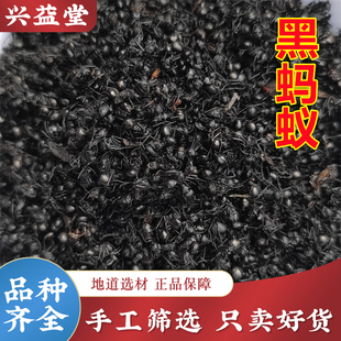 黑蚂蚁中药材500克正品 磨黑蚂蚁粉 黑蚂蚁干拟黑多刺蚁养生泡酒料