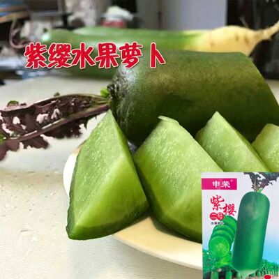 紫缨水果萝卜种子脆甜可口生长期70-80天冬储味甜汁多生吃
