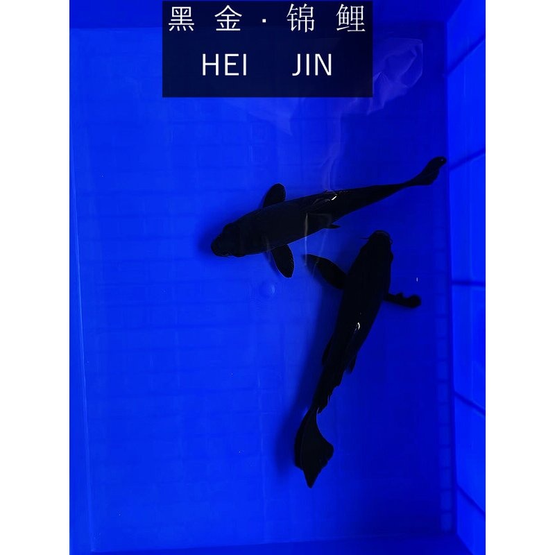 纯种黄金龙凤锦鲤活鱼冷水观赏鱼耐活好养风水鱼黑金白金长尾金鱼