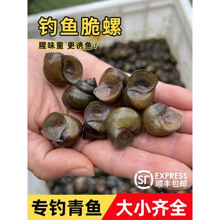 钓青鱼脆螺新鲜挂钩铒料螺蛳薄壳钓鱼螺打窝小号石螺螺丝翠螺田螺