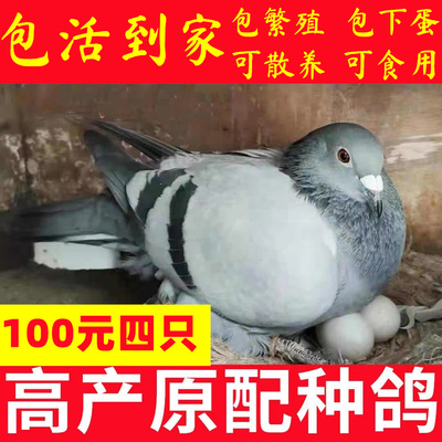 鸽子活一对肉鸽活体种鸽小鸽子活物鸽子苗瓦灰青年鸽包活体包下蛋