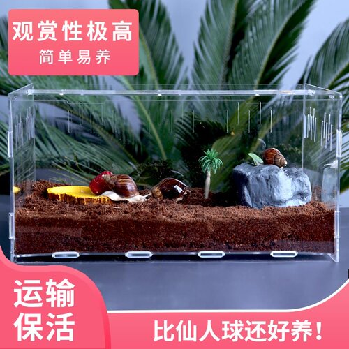 白玉蜗牛宠物活体学生科学实验观赏蜗牛爬宠巨型蜗牛美容养殖产卵