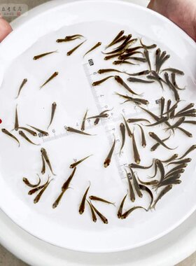 喂乌龟的小鱼苗饲料角蛙银龙鱼活鱼幼苗鳄龟食用吃养活小型鲫鱼