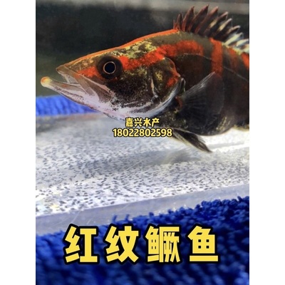 红纹鳜鱼苗活体淡水桂花鱼苗饲料鳜鱼苗冷水观赏肉食性饲料小鱼苗