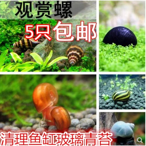 5只包邮 淡水观赏螺除藻螺 黑金刚螺斑马螺杀手螺黄金螺紫纹螺