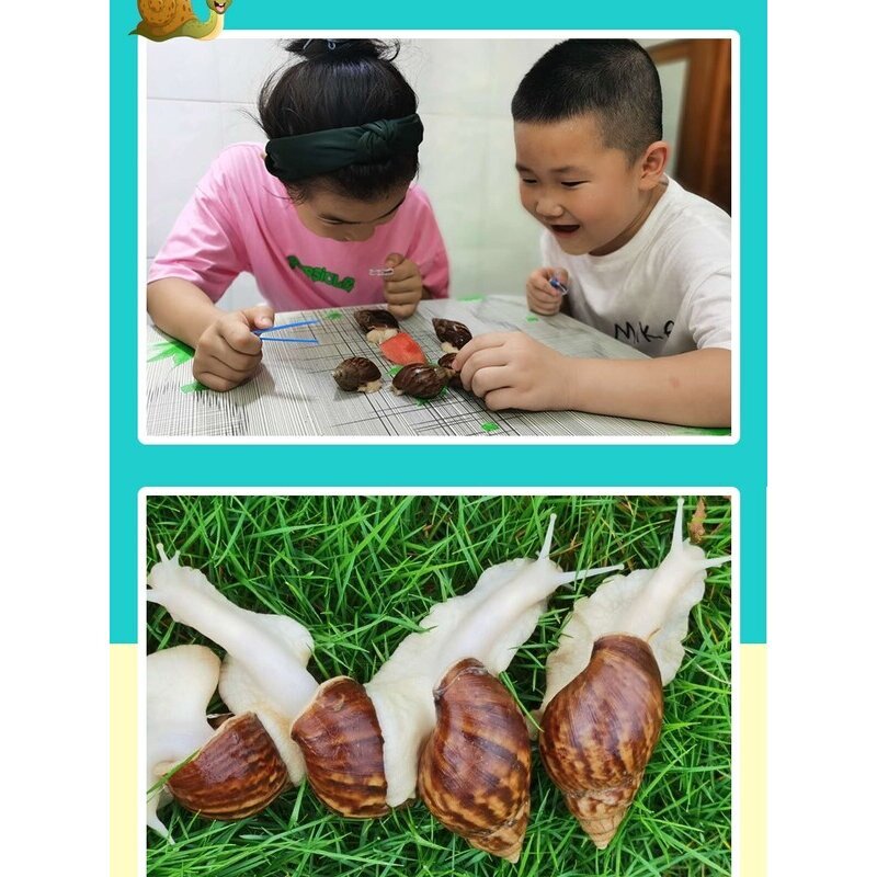学生饲养蜗牛活体宠物白玉蜗牛大蜗牛宠物观赏科学实验教学小蜗牛