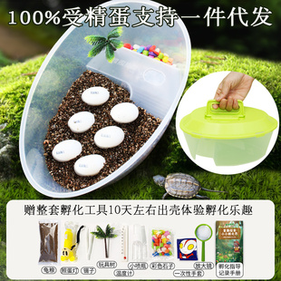 可整套DIY孵化乌龟蛋受精套装草龟巴西龟孵化器水龟儿童节礼物