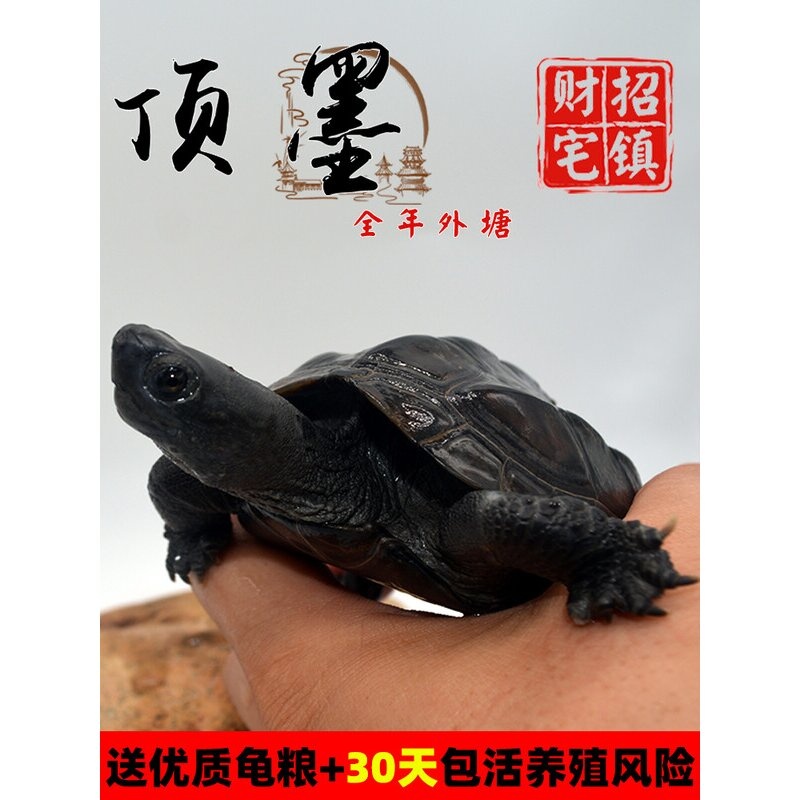 顶墨龟纯种全黑龟苗外塘中华公草龟迷你小乌龟活物活体金线龟小宠