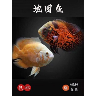 黑白地图猪仔鱼花猪中大型热带观赏鱼银龙招财鹦鹉鱼进口包活邮