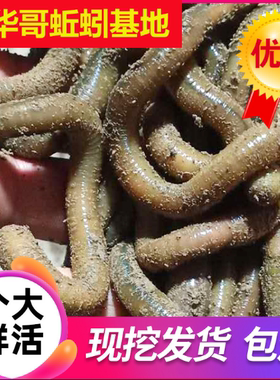青蚯蚓 黑蚯蚓 活饵钓黄鳝诱饵鲜活土蚯蚓活体鳝鱼鱼饵 建华蚯蚓