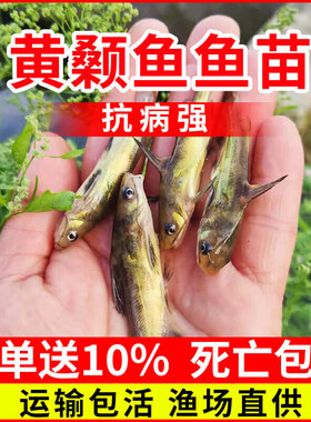 黄颡鱼苗活体淡水养殖嘎鱼昂刺黄丫头黄鸭叫黄骨黄辣丁鱼苗小鱼苗