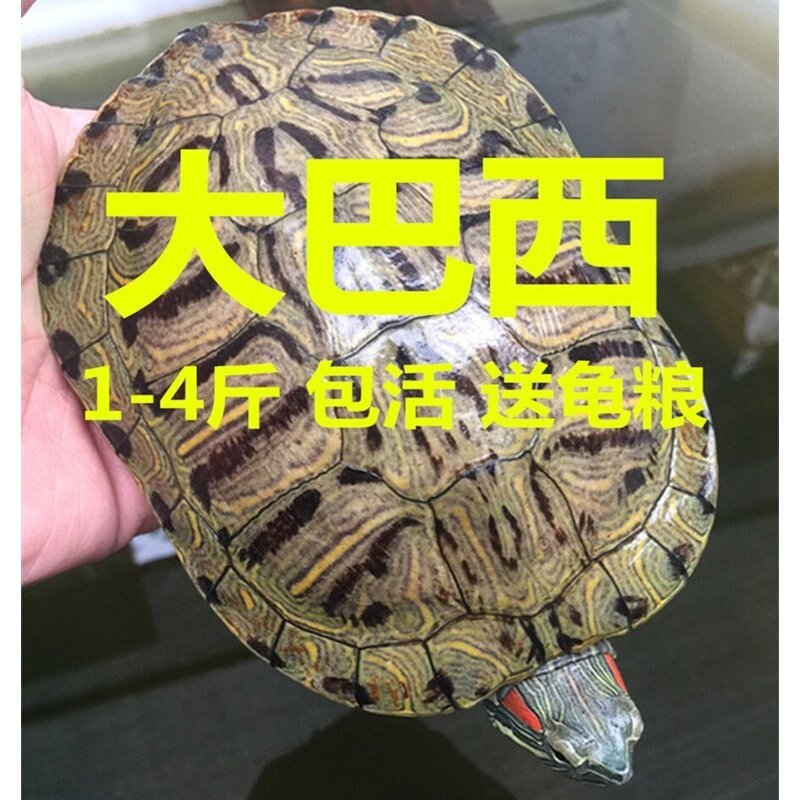 巴西龟活物 超大活体特大活物下龟/鳖