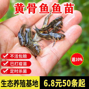 黄辣丁鱼苗黄骨鱼苗黄颡鱼苗淡水养殖食用活体黄丫头黄鸭叫昂刺鱼
