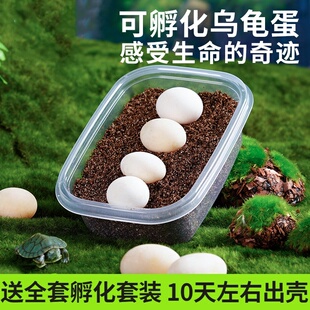乌龟蛋可孵化套装受精蛋活物网红儿童小宠物草龟活物乌龟家养观赏