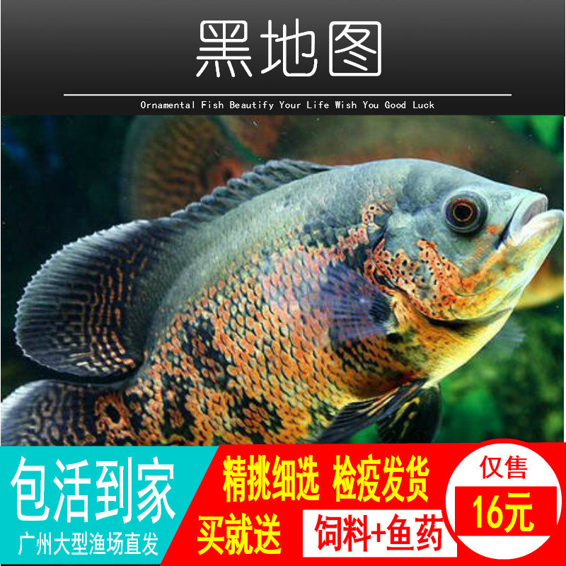 黑白地图鱼活体猪仔鱼花猪鱼大型鱼