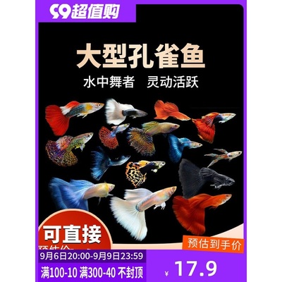 大型孔雀鱼观赏鱼活体热带小型淡水冷水好养耐活凤尾鱼苗宠物孕母