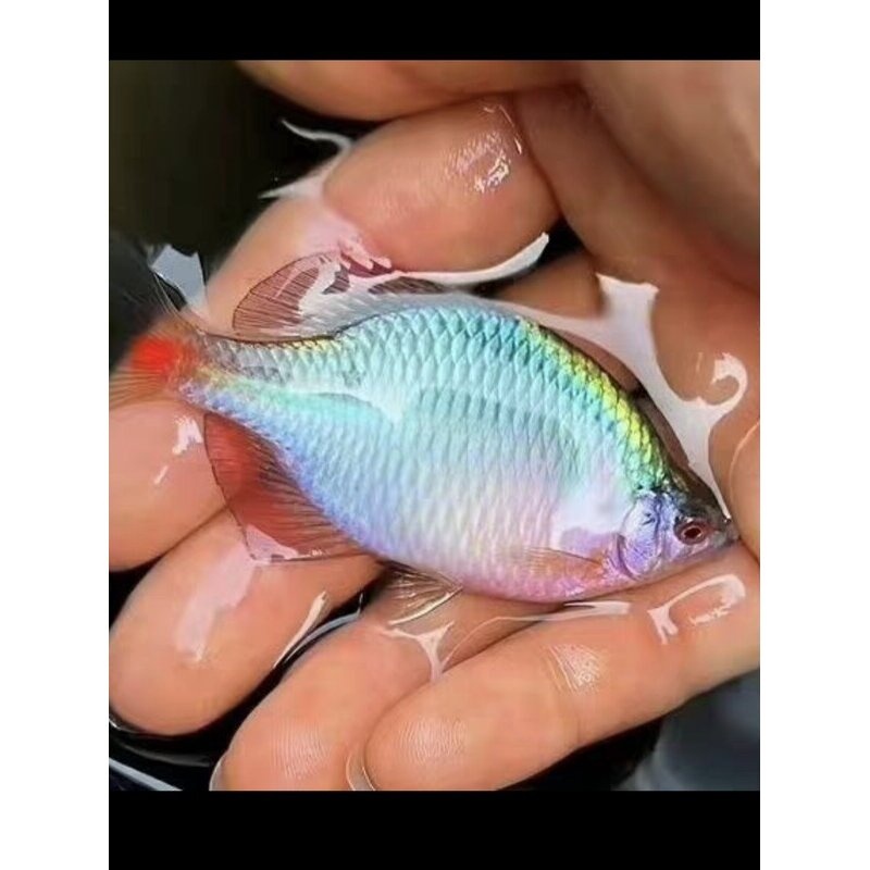 鳑鲏鱼黄金蚬皮实好养淡水观赏冷水鱼活体小型鱼原生群游鱼