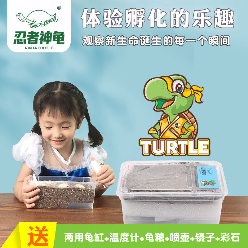 忍者神龟可孵化乌龟蛋中华草龟巴西龟活物小宠物龟受精蛋花龟鳄龟
