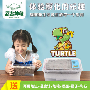 忍者神龟可孵化乌龟蛋中华草龟巴西龟活物小宠物龟受精蛋花龟鳄龟