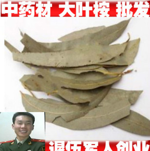 中药材大叶桉 桉叶 桉树叶 蓝桉叶 羊草果叶 500克