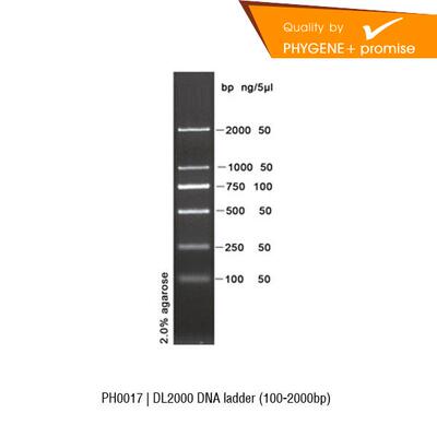 DNALadderPhygeneDL2000