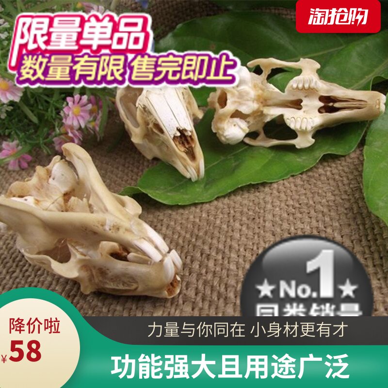 2天然兔子头骨标本壁饰工艺品摆件装饰品像变形金刚猫头骨工艺在类目 模玩/动漫/周边/cos/桌游, 高达/机甲模型/机器人/变形类, 变形金刚模型专区中 - 来自Buy2taobao.com提供专业的淘宝代购服务