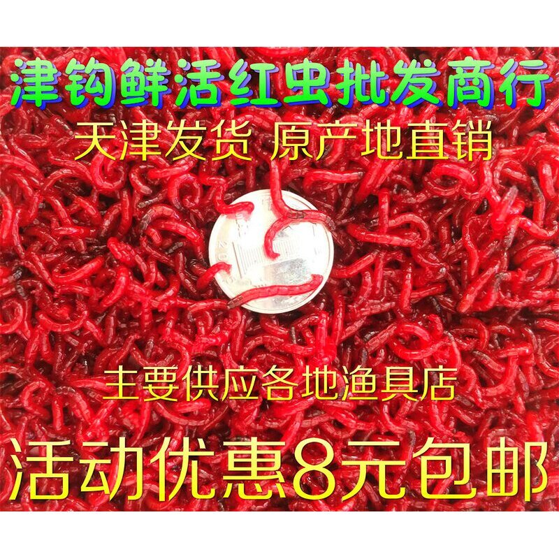 天津特大号公红虫鲜活红虫 红虫活饵 活体母红虫拉饵小公鲫鱼饵