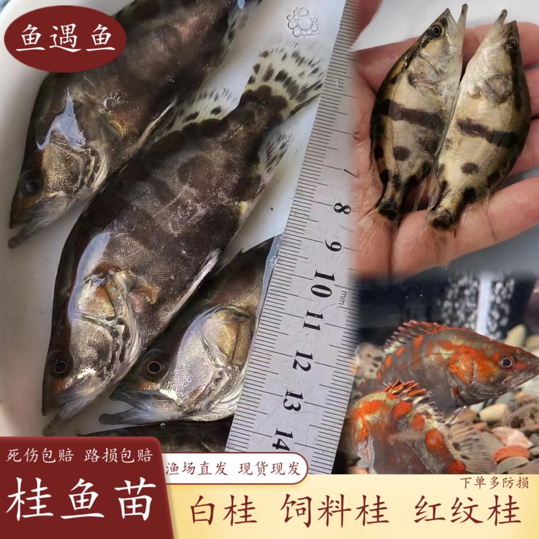 桂花鱼苗鳜鱼苗15公分淡水活体凶猛翘嘴鳜大眼鳜红纹鳜杂交斑桂鱼