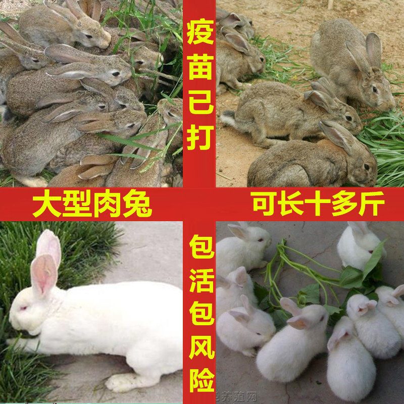 宠物小兔子活物非公母一对活体家兔活兔肉兔巨型小白兔苗家养兔子