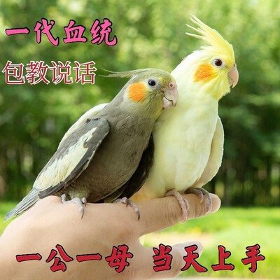 玄凤鹦鹉活鸟活物虎皮鹦鹉小鸟活鸟