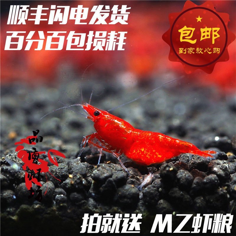 品质虾坊极火虾成体母虾活体火焰虾除藻观赏虾 非烤漆1.5-2.0cm
