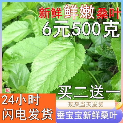 现摘新鲜桑叶大小蚕嫩桑叶鲜嫩蚕树叶蚕宝宝饲料桑树叶斤包邮小蚕