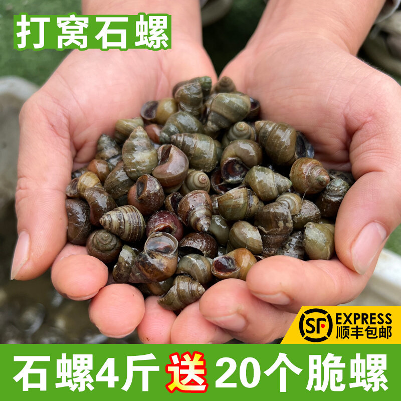 钓鱼螺蛳钓青鱼薄壳黄金脆螺鲜活挂钩鱼饵螺田螺野生小号打窝石螺