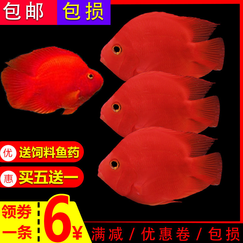 血鹦鹉活鱼发财鱼活体元宝财神招财鱼观赏鱼银龙鱼热带宠物观赏鱼