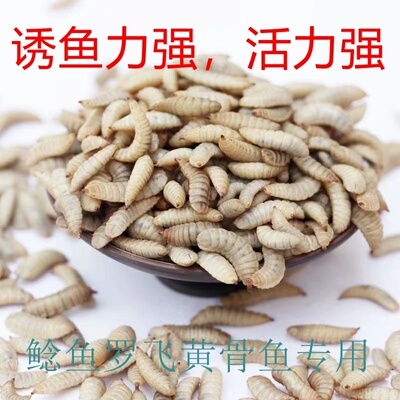 黑水虻活体幼虫饵料罗飞黄刺鲶鱼鱼虾蟹观赏鱼高蛋白饲料