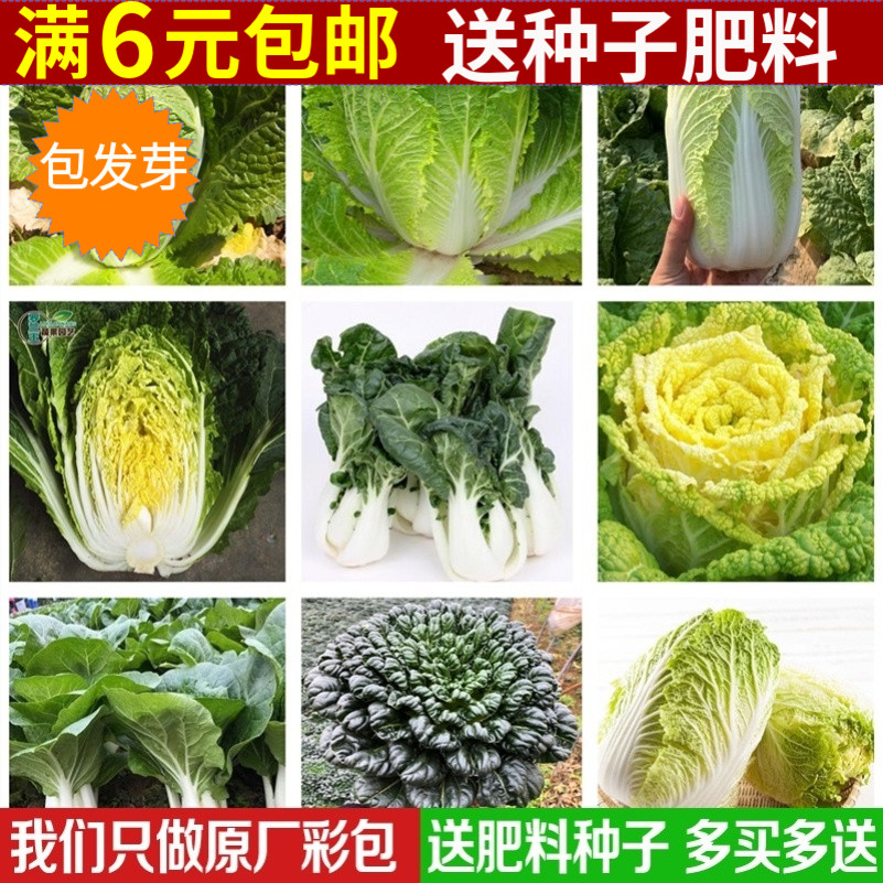 种子阳台庭院黑油白菜