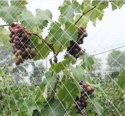 Hoods Orchard Anti-bird netting soft encryption Nylon mesh outdoors Gauze Fruit tree gridin the Flower delivery/Flowers simulation/Plants gardening , Gardening supplies , Other Garden Supplies  category - from Buy2taobao.com to provide professional Taobao agent buy service