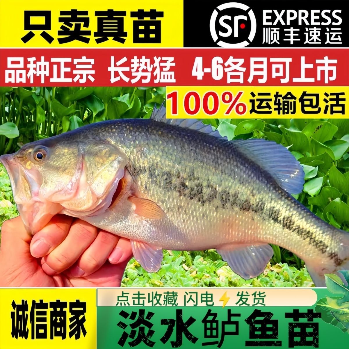加州鲈鱼苗【顺丰快递包活顶呱呱
