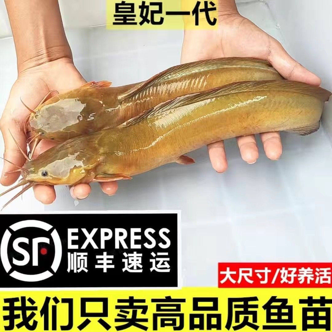本地塘鲺皇妃三黄塘鲺胡子鲶鱼苗塘角鱼苗土塘鲺鱼苗塘虱淡水鱼苗