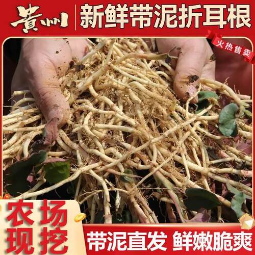 贵州折耳根新鲜带泥鱼腥草凉拌菜嫩节节根特产蔬菜农家自种侧耳根