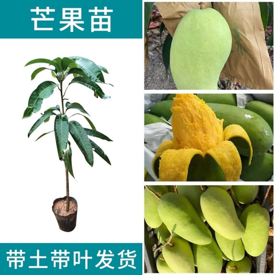 芒果树苗嫁接金煌芒贵妃芒台农芒果苗树盆栽矮化庭院阳台当年结果