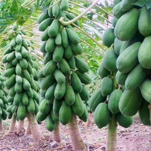 木瓜树水果红肉木瓜盆栽地栽庭院