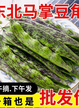 东北油豆角大马掌豆角一点红油豆角吉林黑土地种植