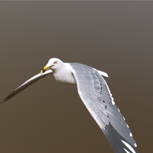 海鸥3d模型素材含贴图骨骼绑定飞行动画blender/fbx/obj