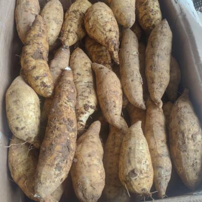 云南省普洱市宁洱县农家自种板栗薯黄心红薯民政黄心山药红薯