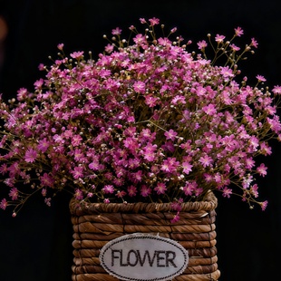 香花满天星种子红色宿根满天星霞草圆锥石头花耐寒多年生春秋播