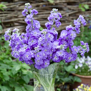 进口切花紫罗兰种子/麦系列浅蓝色/重瓣高杆耐寒秋播花卉种籽孑