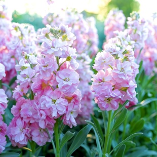 进口切花紫罗兰花种子混色高杆草桂花花籽多年生耐寒阳台盆栽庭院
