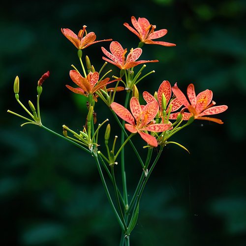 射干种子黑莓乌扇乌蒲多年生耐荫耐寒中草药公园绿化观赏草春秋播